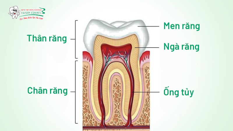 Tủy răng là một mô liên kết mềm, chứa hệ thống phức tạp